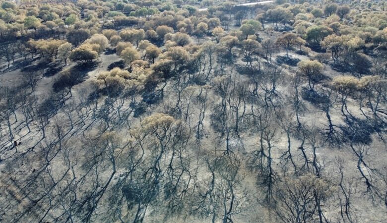 Dünyada yanan meşələrin yarısı Rusiya ərazisinə düşür (Video)