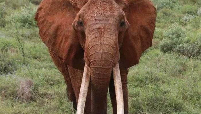 Afrikanın ən böyük dişi fili öldü!
