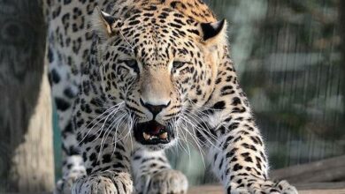 Hindistan bu hadisədən danışır!  Leopard 7 yaşlı qızı öldürüb