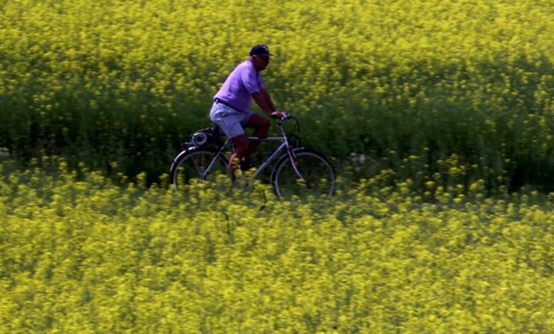 A man rides a bicycle through a rapeseed field in Unterfoehring