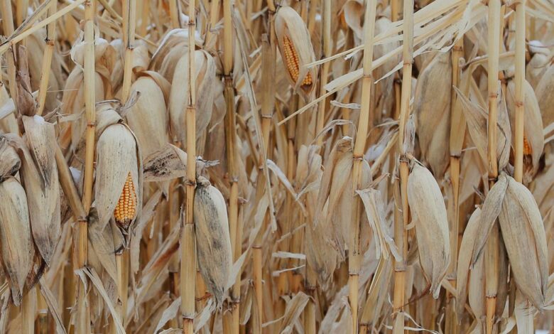 Unharvested corn, left as a barrier against blowing snow, stands in a field at a farm in Carroll