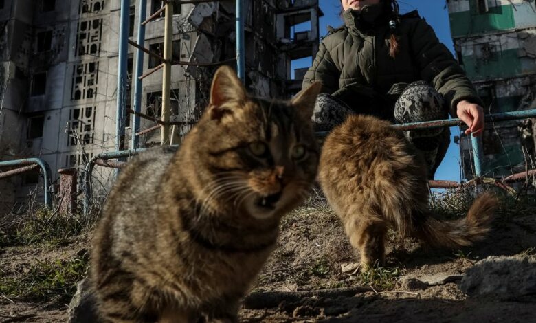 Veronika Krasevych, an 11-year-old Ukrainian girl feeds feral cats near her building destroyed by Russian military strike in the town of Borodianka heavily damaged during Russia