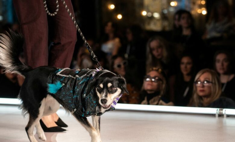 A dog walks on the runway during the CatWalk FurBaby show during the New York Fashion Week in New York
