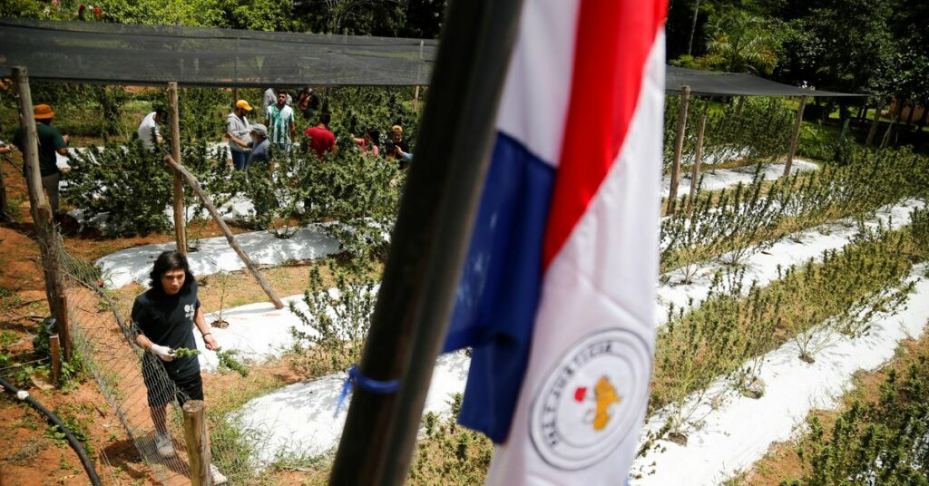 Paraguayan farmers host marijuana harvest festival in Paraguay