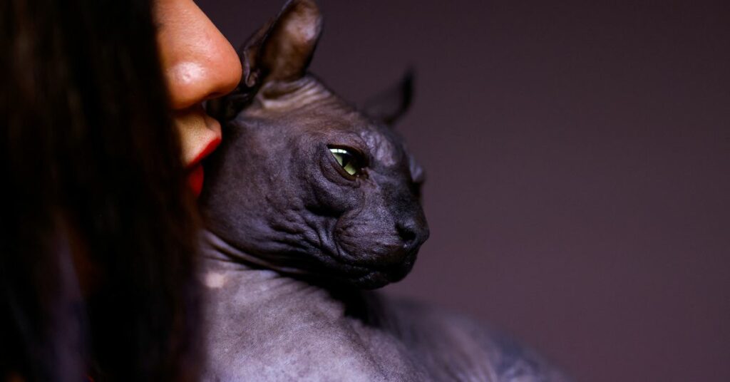 Sphynx cat rescued by police from the Cereso 3 prison in Ciudad Juarez