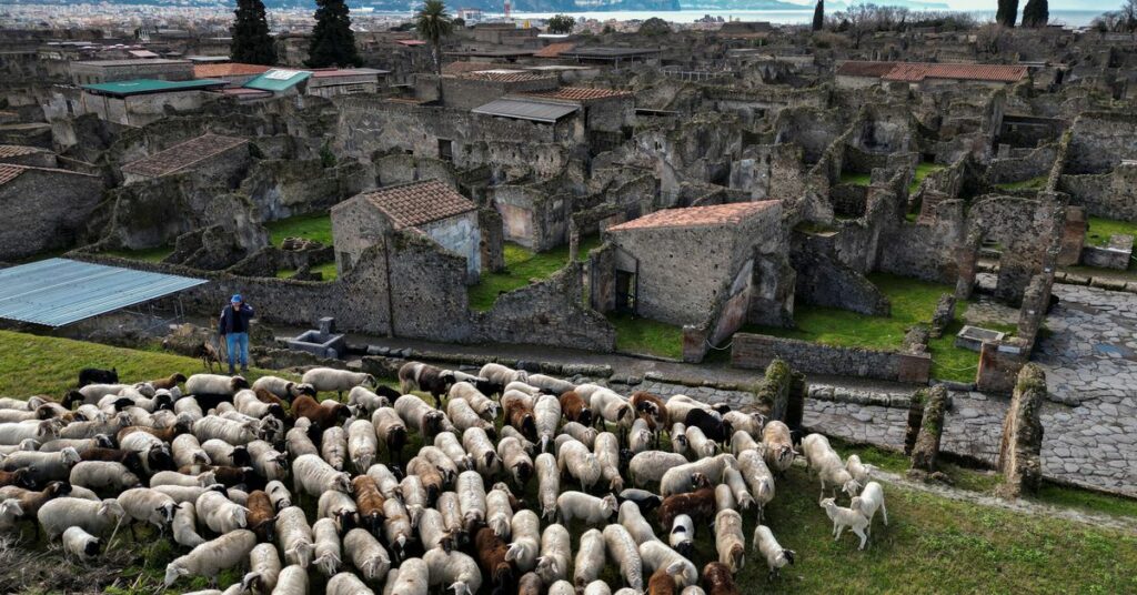 Pompeii turns to hungry sheep to protect ancient ruins from grass