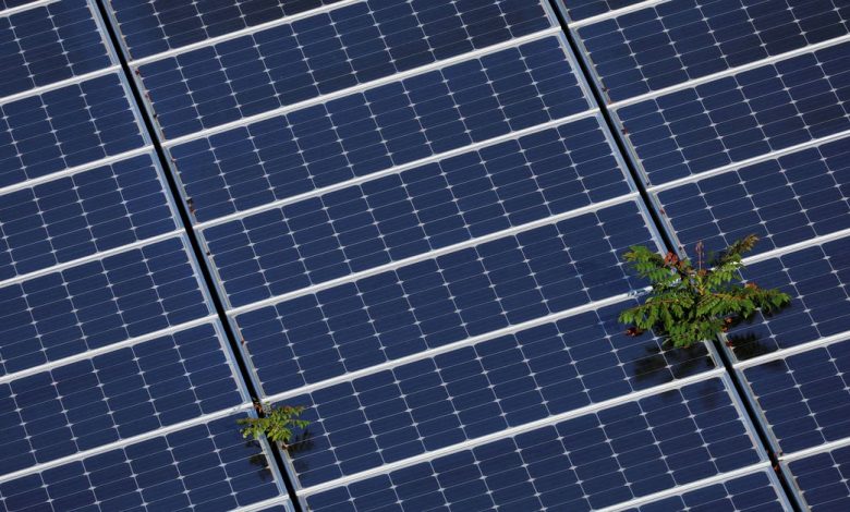 Plants grow through an array of solar panels in Fort Lauderdale
