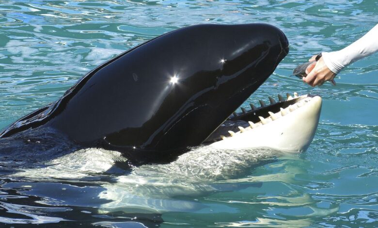 Lolita the Killer Whale is fed a fish by a trainer during a show at the Miami Seaquarium