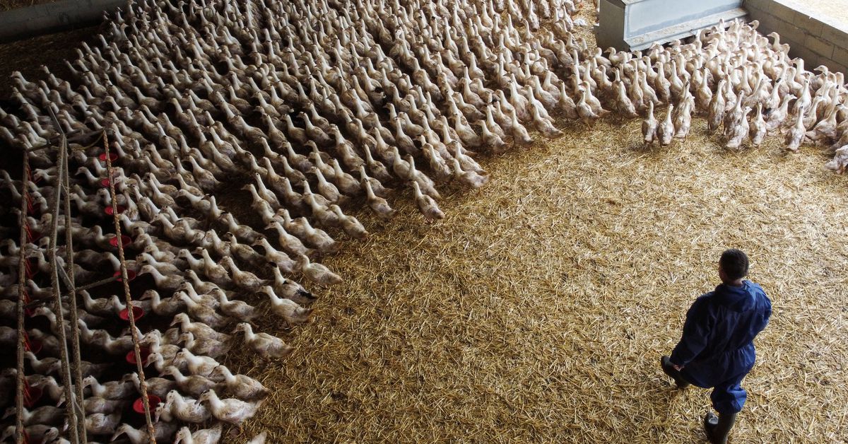 A poultry farm in Castelnau-Tursan