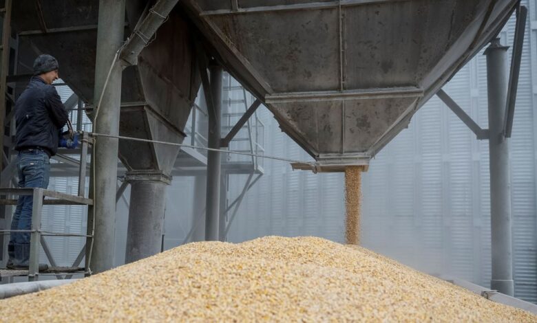 A load of corn is poured into a truck, at a grain storage facility in the village of Bilohiria
