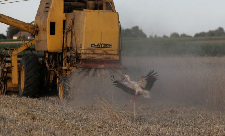 A stork flies as combine harvester reaps grain at a field near Celinowo