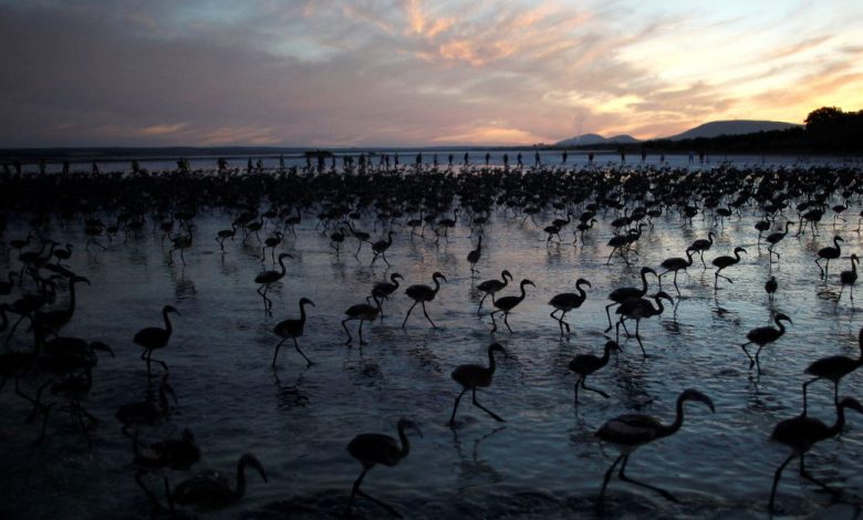 Volunteers wade across a lagoon at dawn to gather flamingo chicks and place them inside a corral at the Fuente de Piedra natural reserve