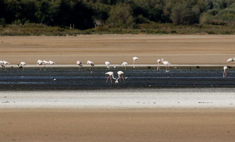 Spanish lagoon popular with breeding flamingos dries up as drought persists