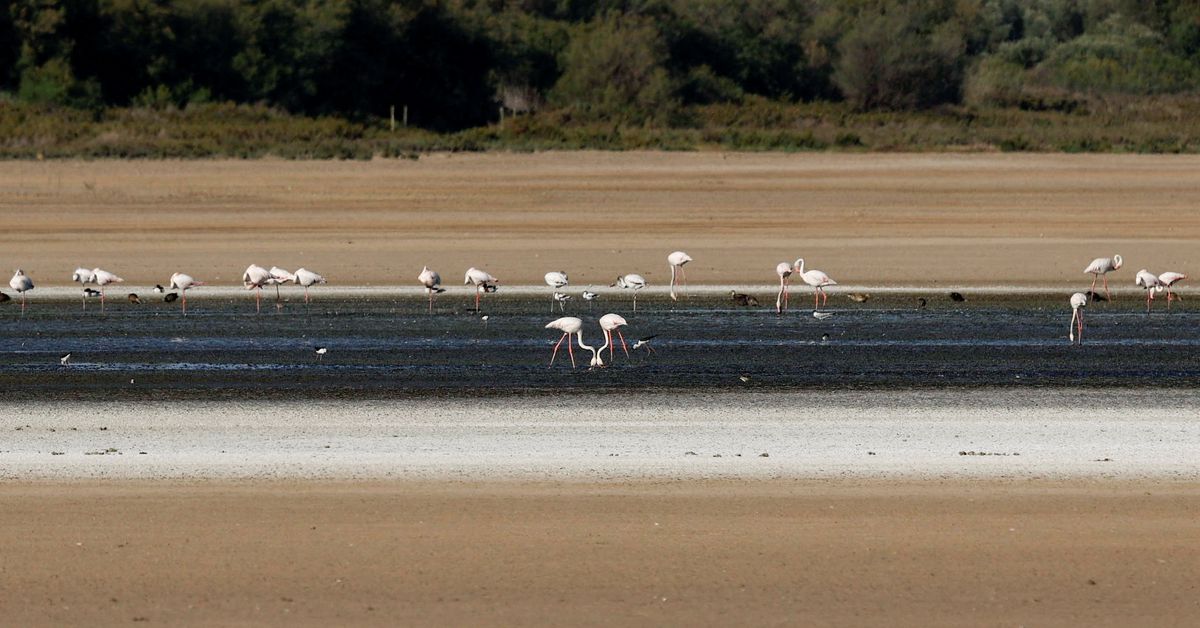 Spanish lagoon popular with breeding flamingos dries up as drought persists